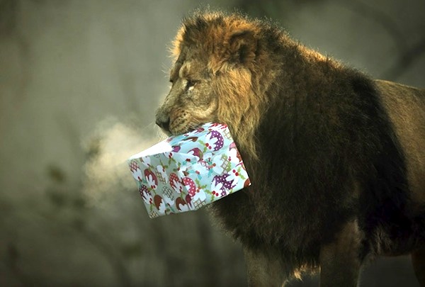 lion packet